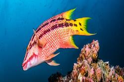 Cocos Island - luxury liveaboard scuba diving - colourful reef fish.